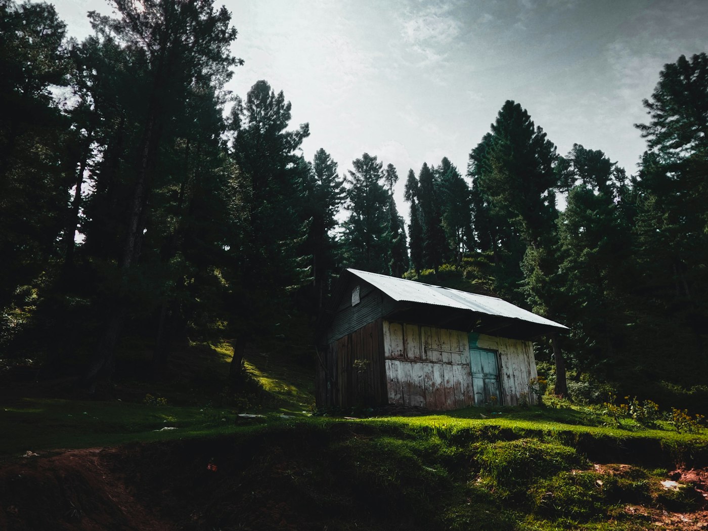 Forest - Malam Jabba, Pakistan