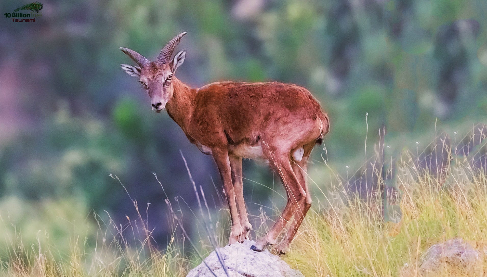 Markhor - Pakistan's National Animal